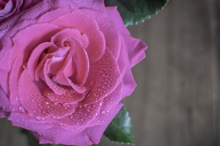 Pink Rose with water dropletsの写真素材