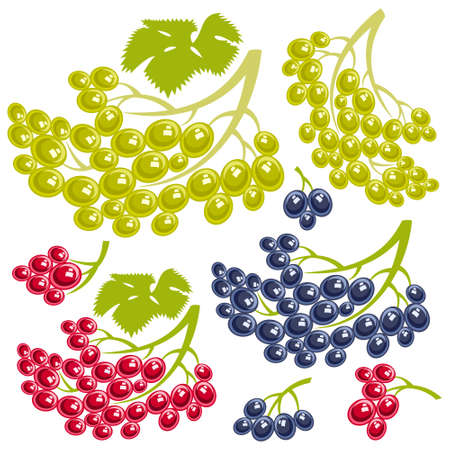 Grapeのイラスト素材