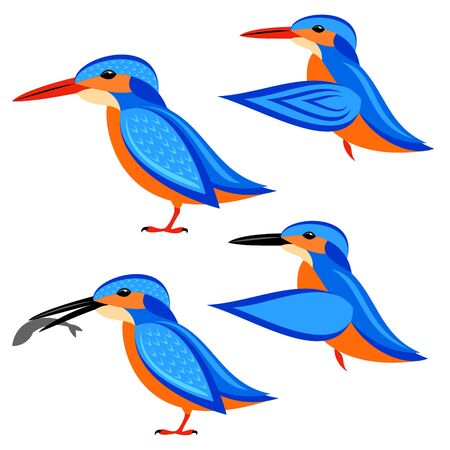 Kingfisherのイラスト素材