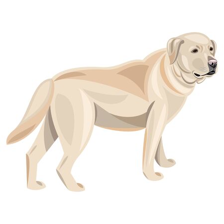 Labradorのイラスト素材