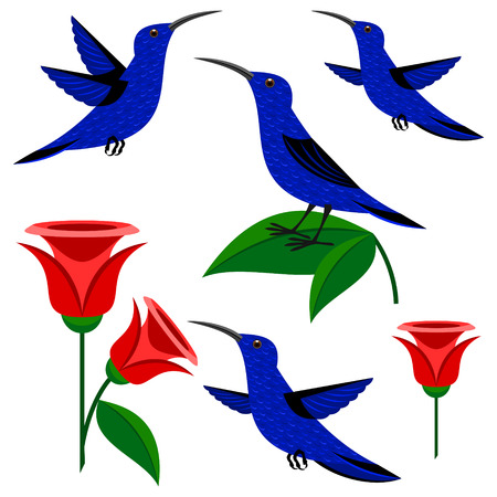 hummingbirdのイラスト素材