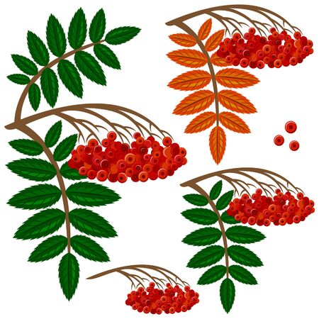 rowan flowerのイラスト素材