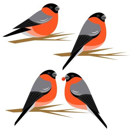 bullfinchのイラスト素材