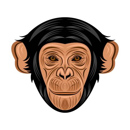 chimpanzeeのイラスト素材