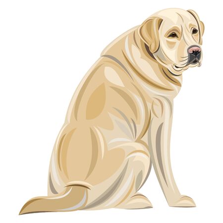 labradorのイラスト素材