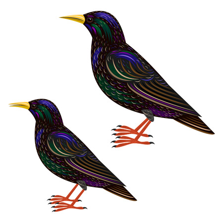 starlingのイラスト素材