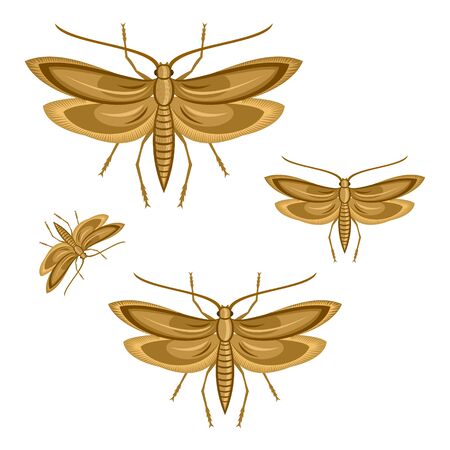 moleのイラスト素材