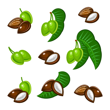 shea nutsのイラスト素材