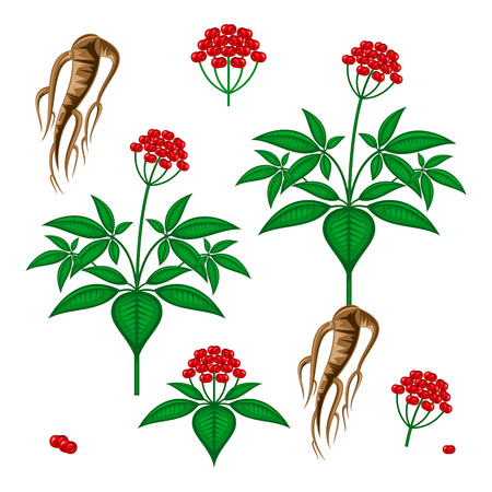ginsengのイラスト素材