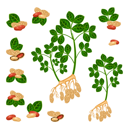 peanutのイラスト素材