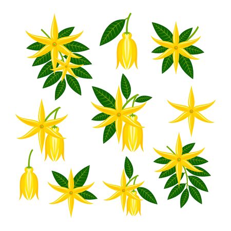 cananga odorataのイラスト素材