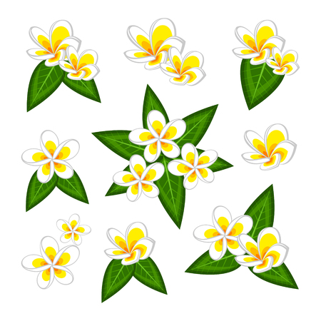Plumeria frangipanのイラスト素材
