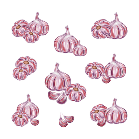 garlicのイラスト素材