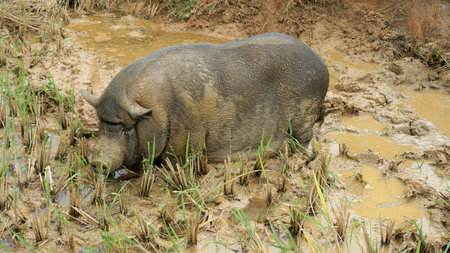 boar in fieldの写真素材