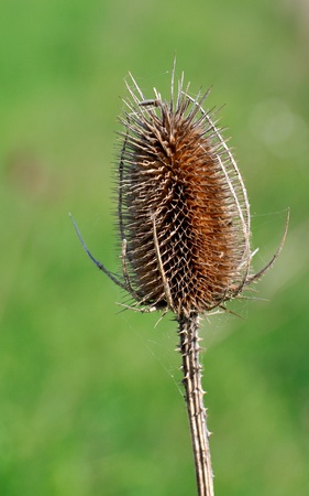 Dry Thistleの写真素材