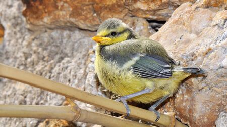 A young yellow tit on a perchの写真素材
