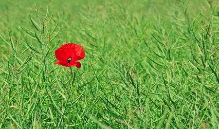 Red poppy in field rapeseedの写真素材