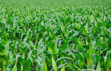 Green leaves of corn in a fieldの写真素材