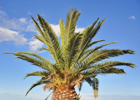 Palms of palm tree on blue sky backgroundの写真素材