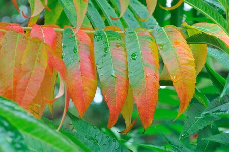 sumac leaf red and green の写真素材
