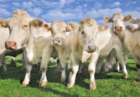 crowd of calves and cows の写真素材