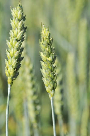 	 Closeup on ears of wheat still greenの写真素材