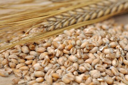 lots of seeds and grains and an ear の写真素材