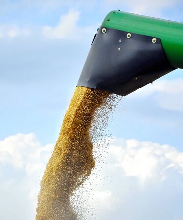 	 Close-up on cereal grains at harvestの写真素材
