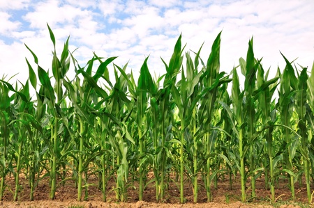 	 Rows of maize plants straight into the skyの写真素材