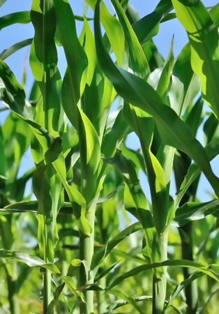 	 Closeup of green leaves of corn in a fieldの写真素材