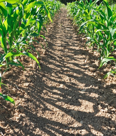 alley in a corn field bordered の写真素材