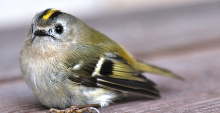Young tit and placed on the ground motionless