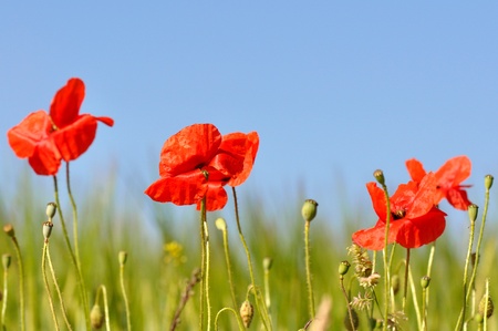 poppies pastoralの写真素材