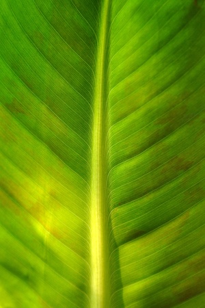 close-up of banana leaf stained
