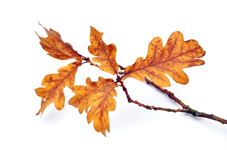 oak leaf on white background の写真素材