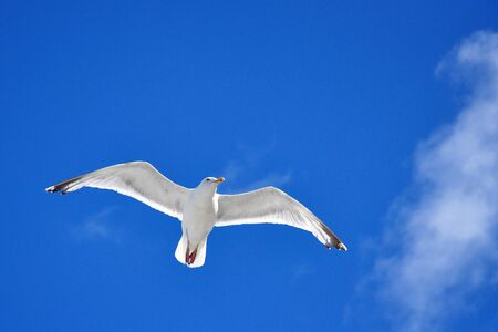 seagull in flight blue sky