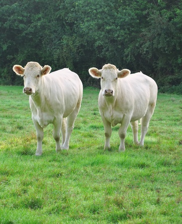 	 Two young white Charolais cows in a meadowの写真素材
