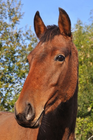 Head of a friendly brown horseの写真素材