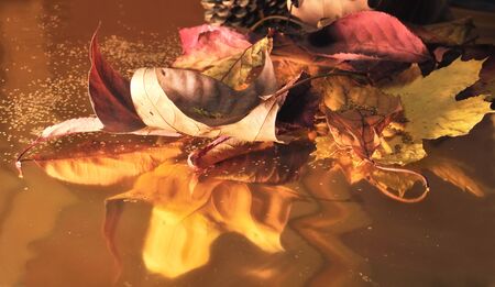 composition of leaves in autumn colors and pine cones and glitter on gold paper and glitterの写真素材