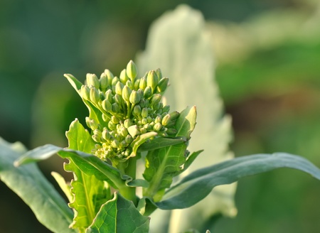closeup on green buds of rapeseedの写真素材