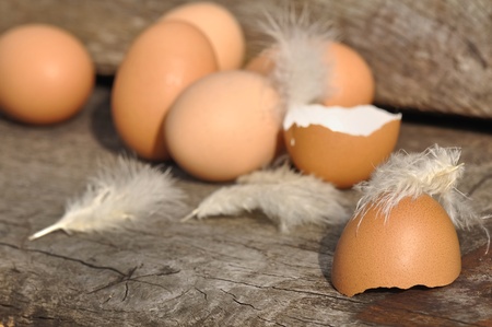 broken egg in downy feathers among other