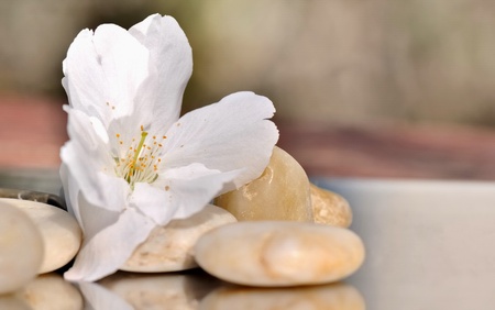 delicate cherry blossom on small pebbles