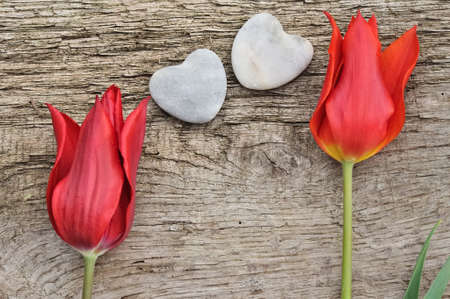 two red tulips placed on wooden board with two hearts stoneの写真素材