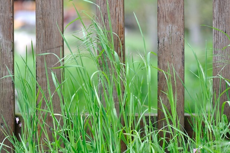 wooden fence in the high grassの写真素材