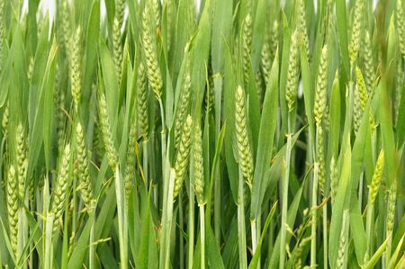 ears of corn still green among the leaves in a fieldの写真素材