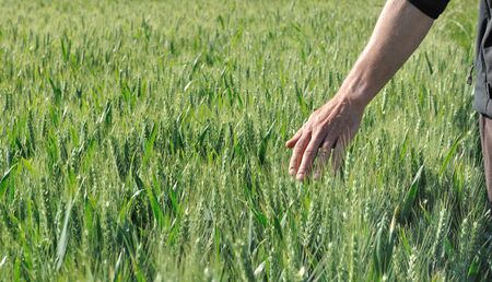 hand touching the ears of barley in a field