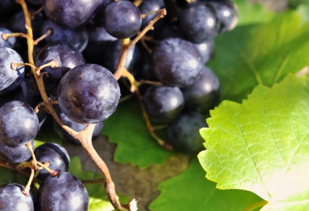 closeup on bunch of black grapes on wooden board の写真素材