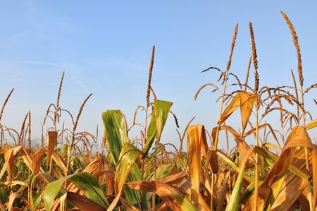 golden leaves of maize under cloudy skyの写真素材