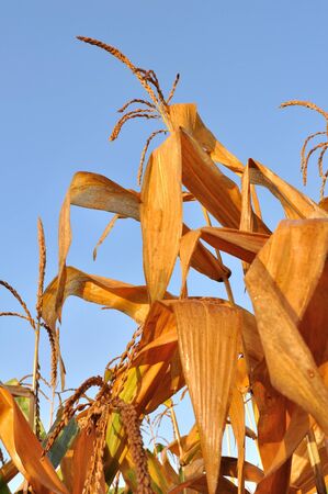 golden leaves of maize under cloudy skyの写真素材