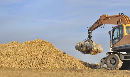 agricultural shovel over a pile of sugar beets